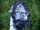 Photo of headstones/thumb_Elizabeth Neville d1890 hdstn Wauchope Crossroads cem